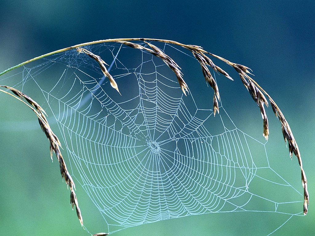 Dewy Web, Percy Warner Park, Nashville, Tennessee